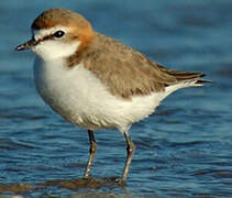 Red-capped Plover