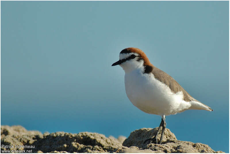 Gravelot à tête rousse mâle adulte