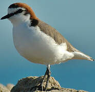 Red-capped Plover