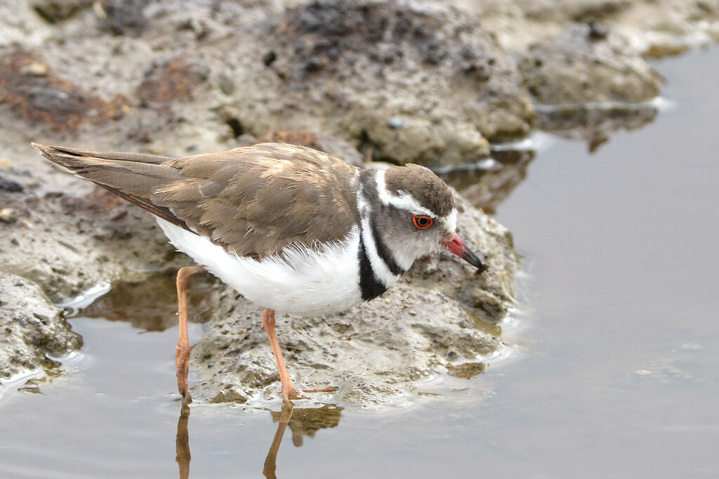 Three-banded Ploveradult