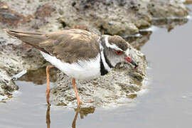 Three-banded Plover