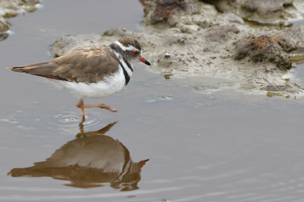 Three-banded Ploveradult