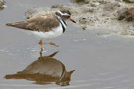 Three-banded Plover