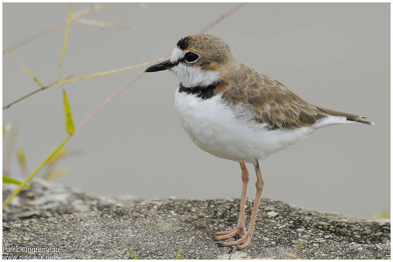 Collared Ploveradult post breeding, identification