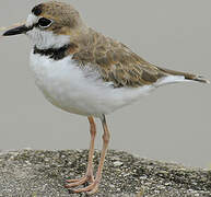 Collared Plover