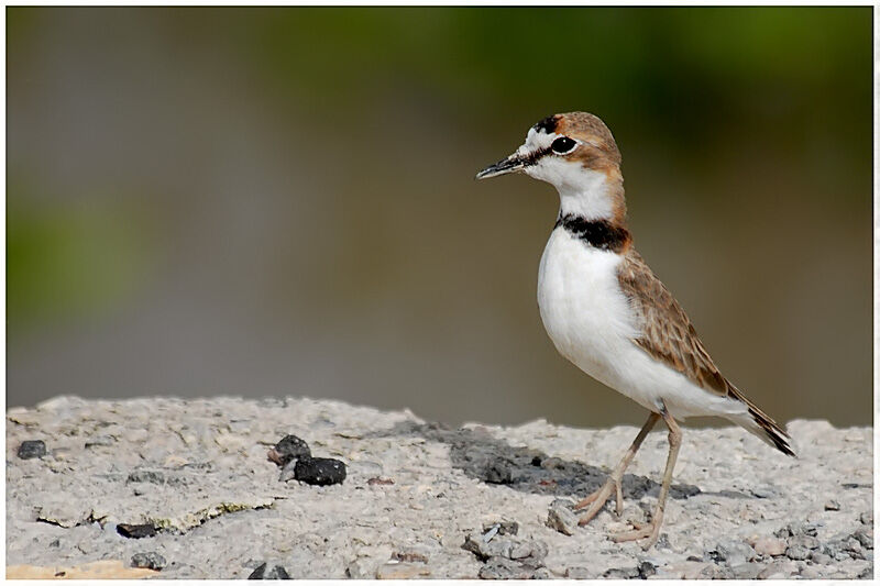 Collared Ploveradult breeding