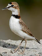 Collared Plover