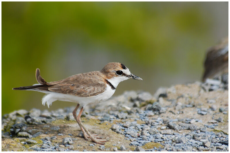 Collared Ploveradult breeding