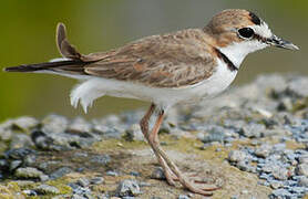 Collared Plover