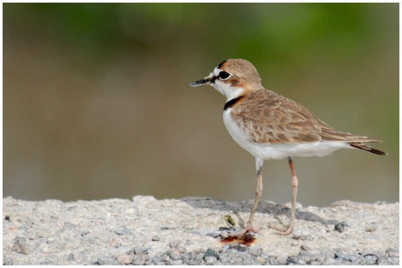 Collared Ploveradult breeding