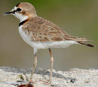 Collared Plover