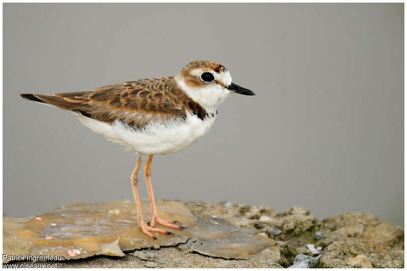 Collared Ploversubadult