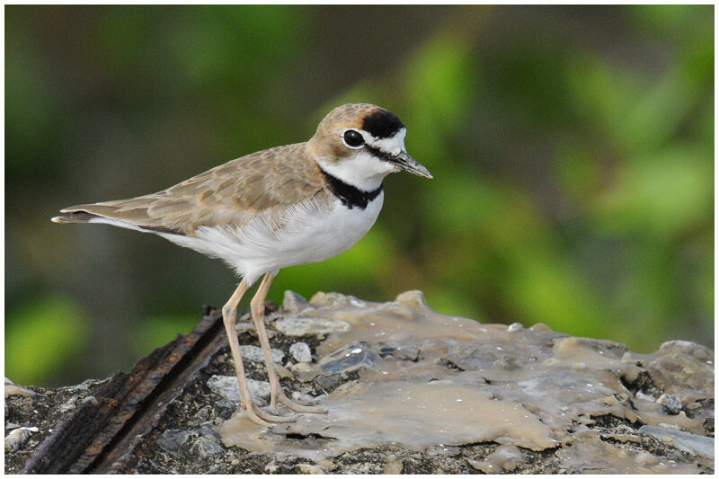 Collared Ploveradult