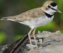 Collared Plover