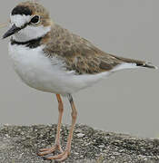 Collared Plover