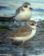 Greater Sand Plover