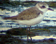 Greater Sand Plover