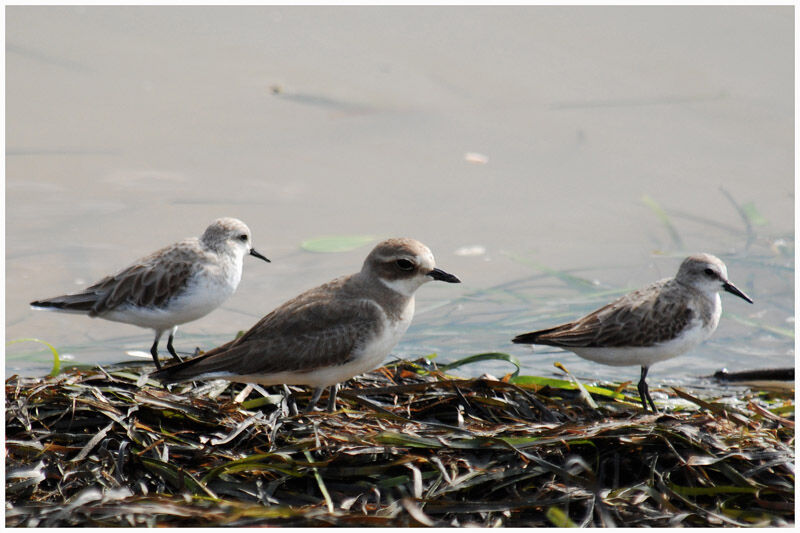 Greater Sand Plover