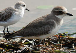 Greater Sand Plover