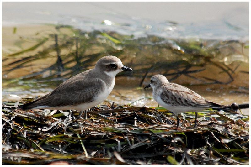 Greater Sand Plover