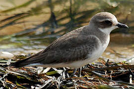 Greater Sand Plover