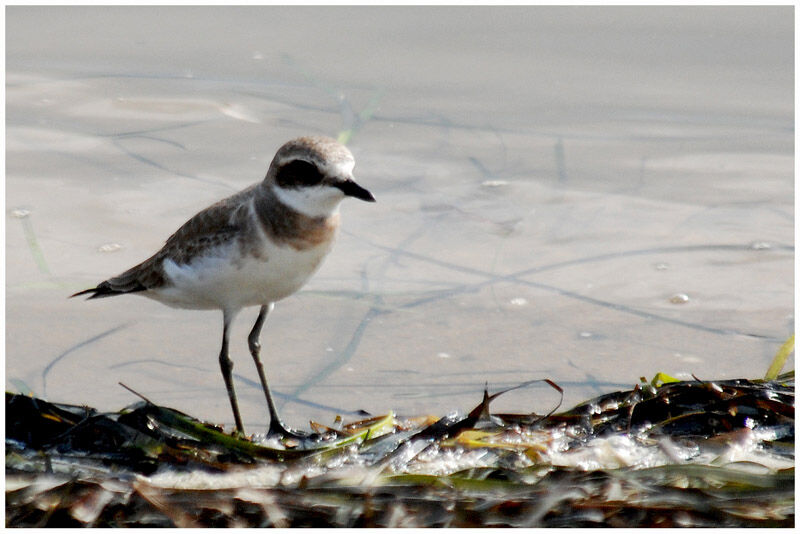 Greater Sand Plover