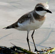 Greater Sand Plover