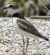 Wilson's Plover