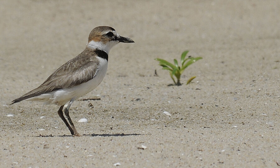 Wilson's Ploveradult breeding