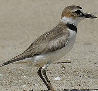 Wilson's Plover