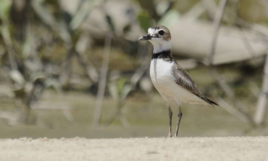 Wilson's Plover