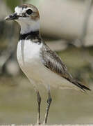 Wilson's Plover