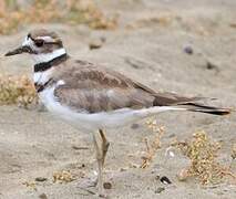 Killdeer