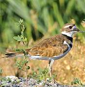 Killdeer