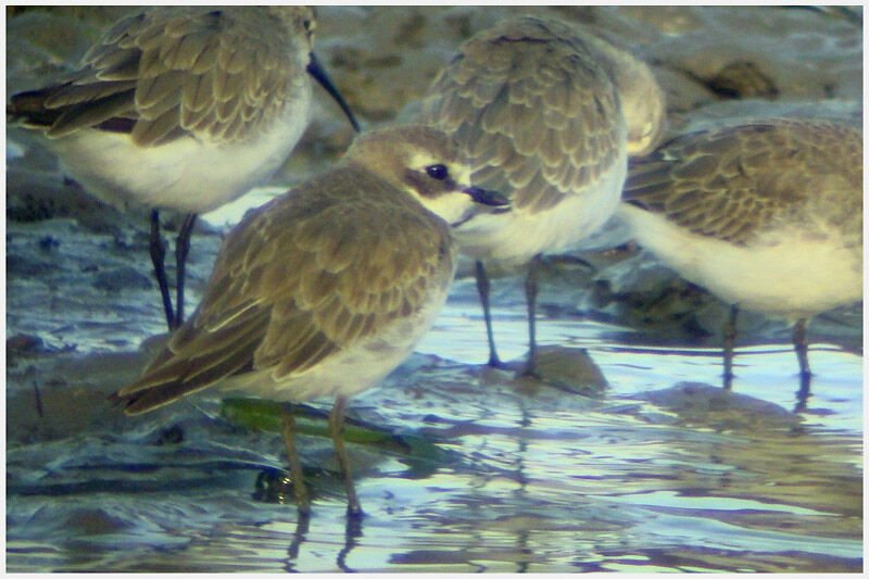 Lesser Sand Plover