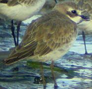 Lesser Sand Plover