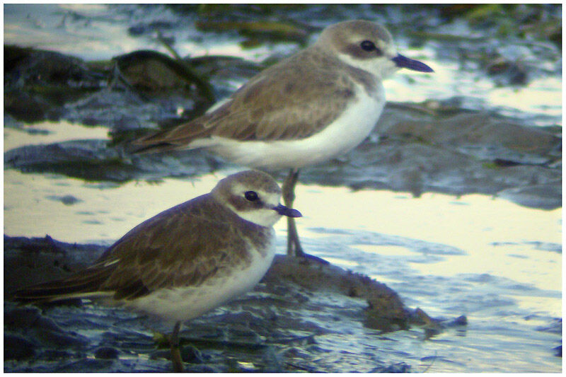 Siberian Sand Plover