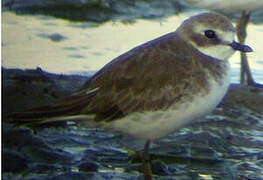 Siberian Sand Plover