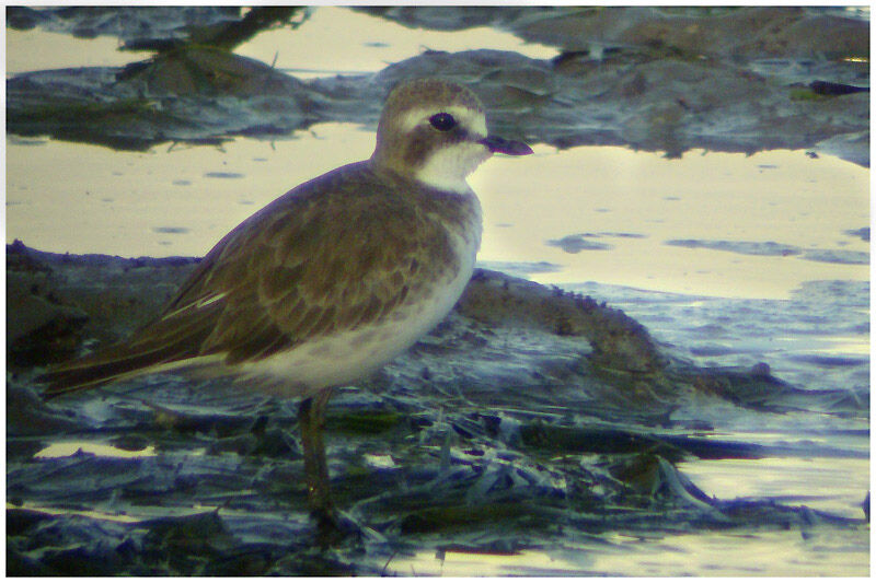 Siberian Sand Plover