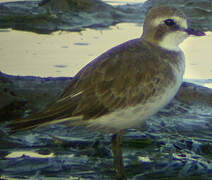 Lesser Sand Plover