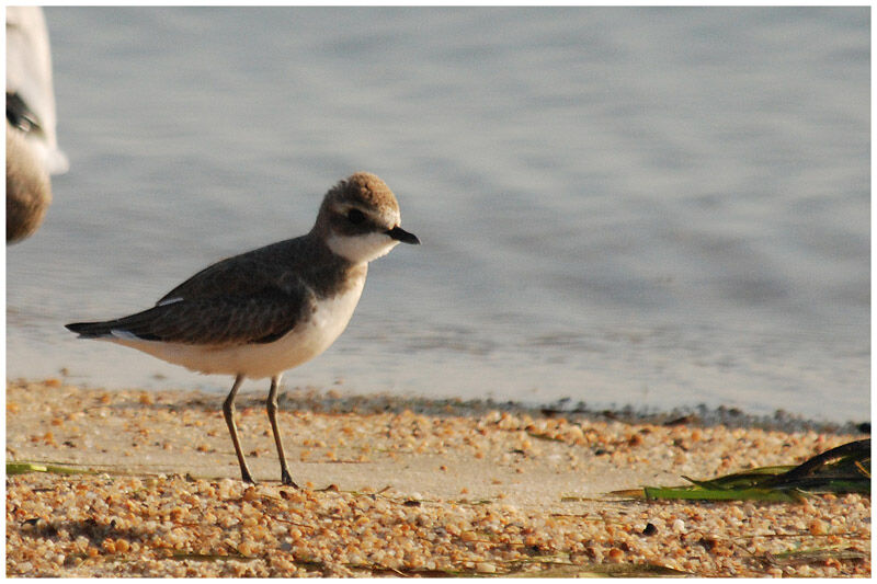 Lesser Sand Plover