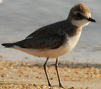 Siberian Sand Plover