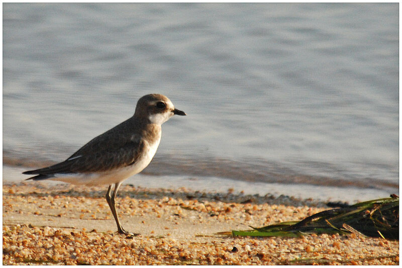 Lesser Sand Plover