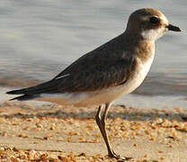 Siberian Sand Plover