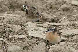 Kittlitz's Plover