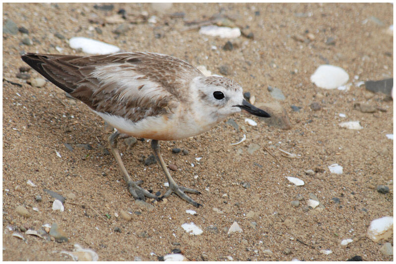 New Zealand Ploveradult breeding