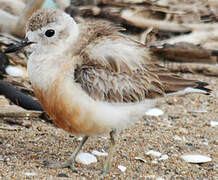 New Zealand Plover