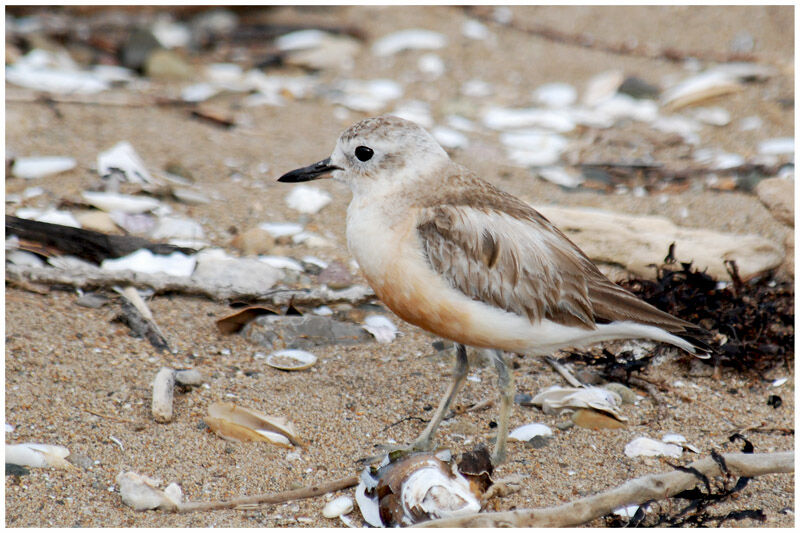 New Zealand Ploveradult breeding