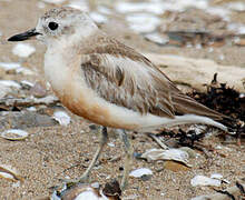 New Zealand Plover