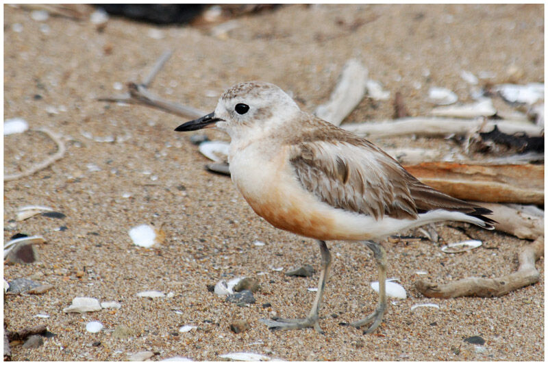 New Zealand Plover